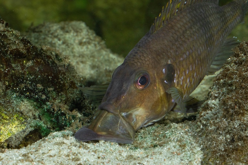 Gnathochromis permaxillaris 'Chituta Bay'